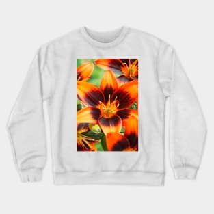 Lilium  'Cooper's Crossing'  Lily	Asiatic lily Crewneck Sweatshirt